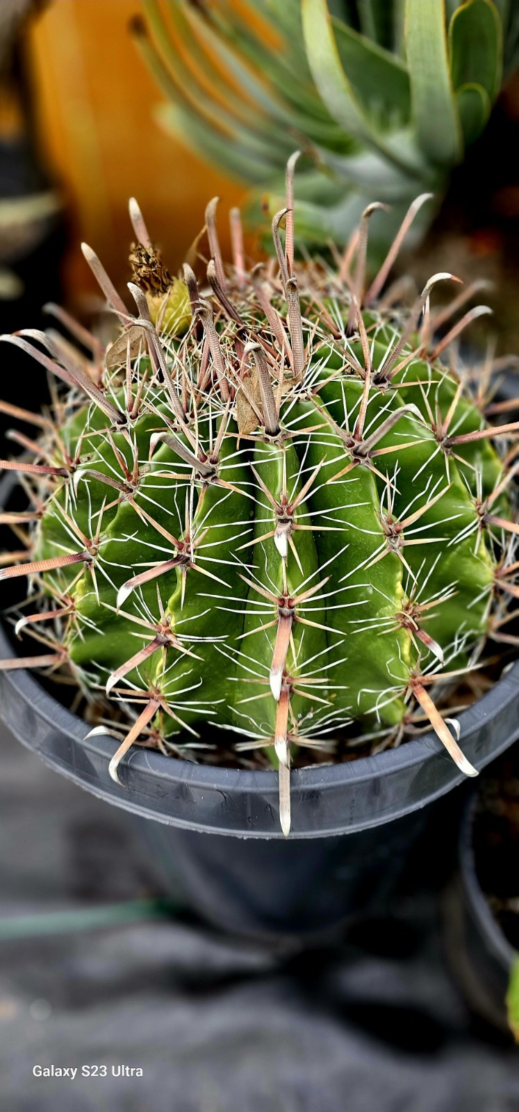 FEROCACTUS HERRERAE Cactus 15gal