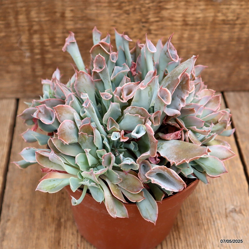 D3950 ECHEVERIA TRUMPET PINKY pot14-H14-W18 cm MaMa Cactus