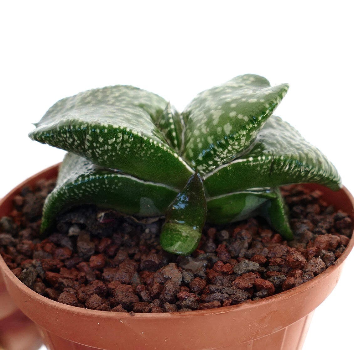Gasteria armstrongii cv ‘Pearl’ VERY FAT LEAVES – Armstrong’s gasteria | Armstro
