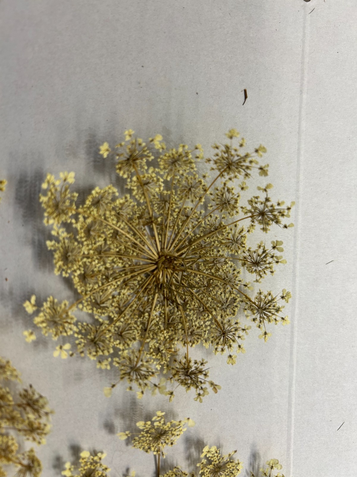 Lot of 10 Hand Picked and Hand Pressed Queen Anne’s Lace Flowers Crafting Décor