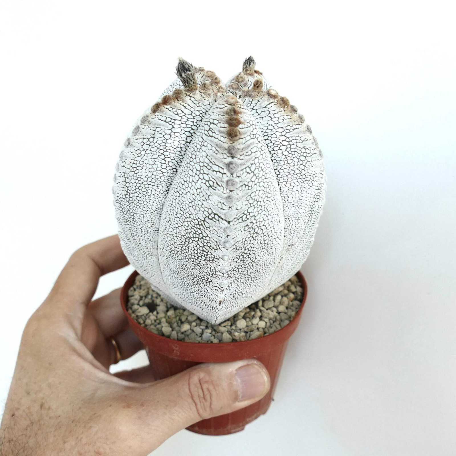 Astrophytum culttivar ONZUKA selected F789 – Star cactus | Bishop’s cap