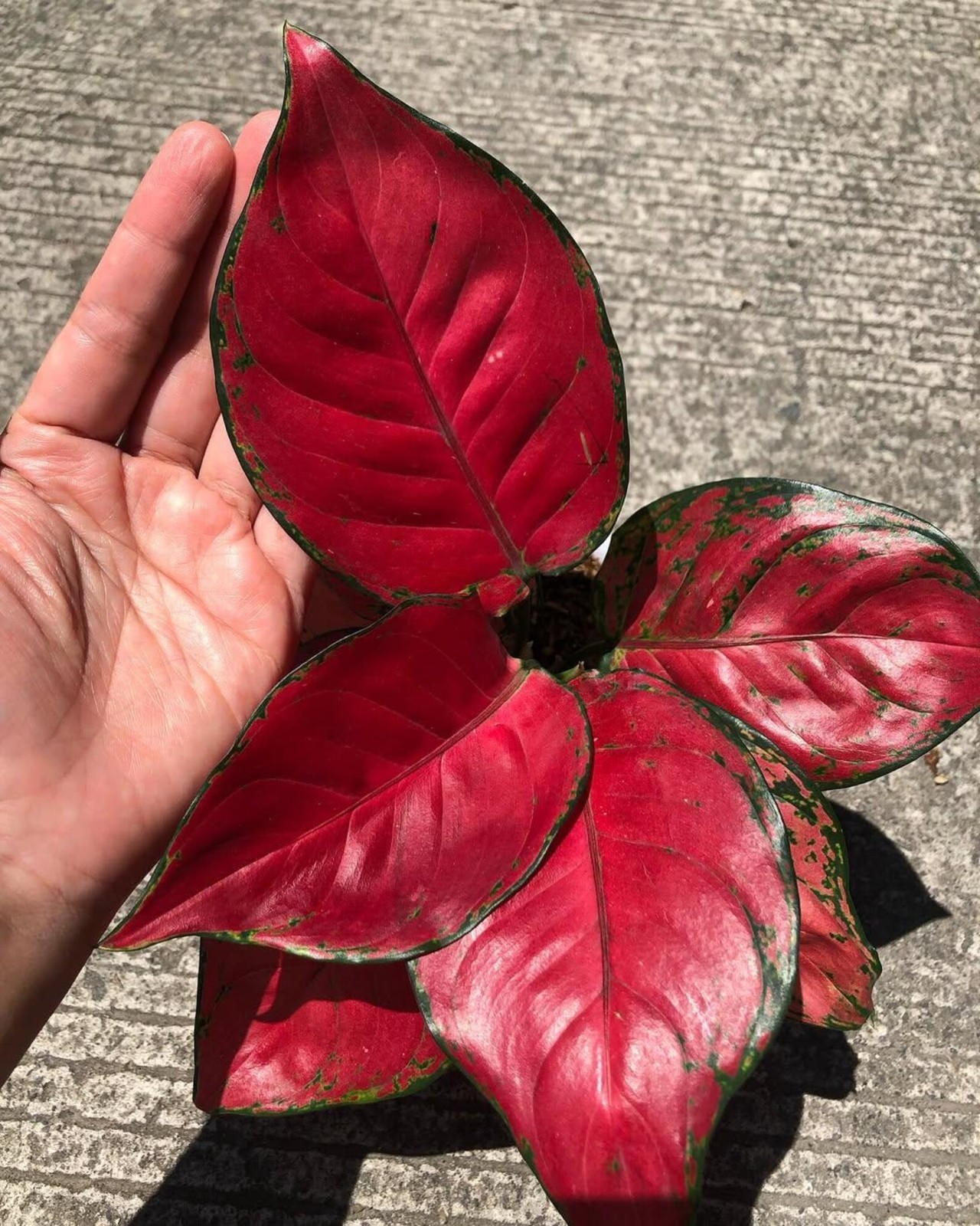 Real Picture Aglaonema Red Anjamani Beautiful Rare Plant