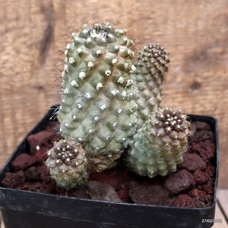 D3596 COPIAPOA TENUISSIMA pot14-H13-W16 cm MaMa Cactus