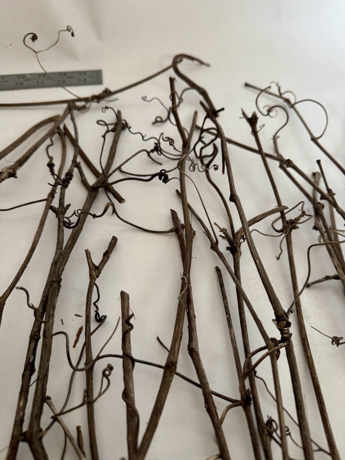 Huge Lot Of Grapevine tendrils & twigs Dried Natural floral Craft & small pets