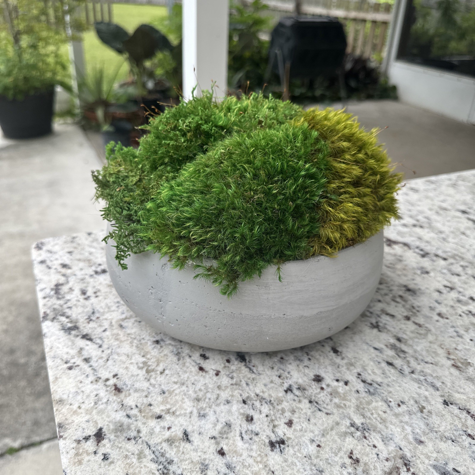 Preserved Moss Green Accent Bowl Table Design Arrangement Interior Garden Decor