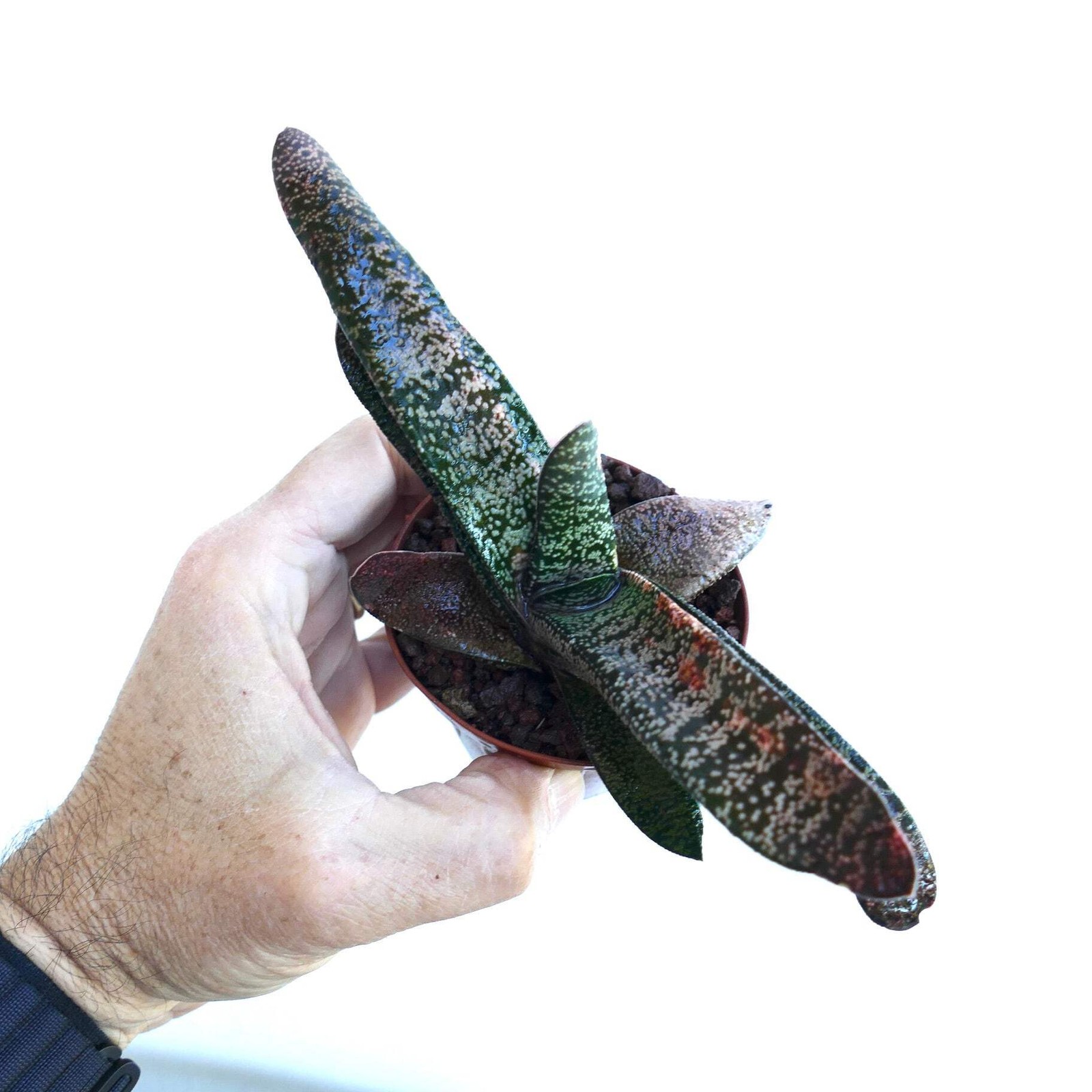 Gasteria batesiana x carinata SELECTED FORM – Ox tongue | Lawyer’s tongue