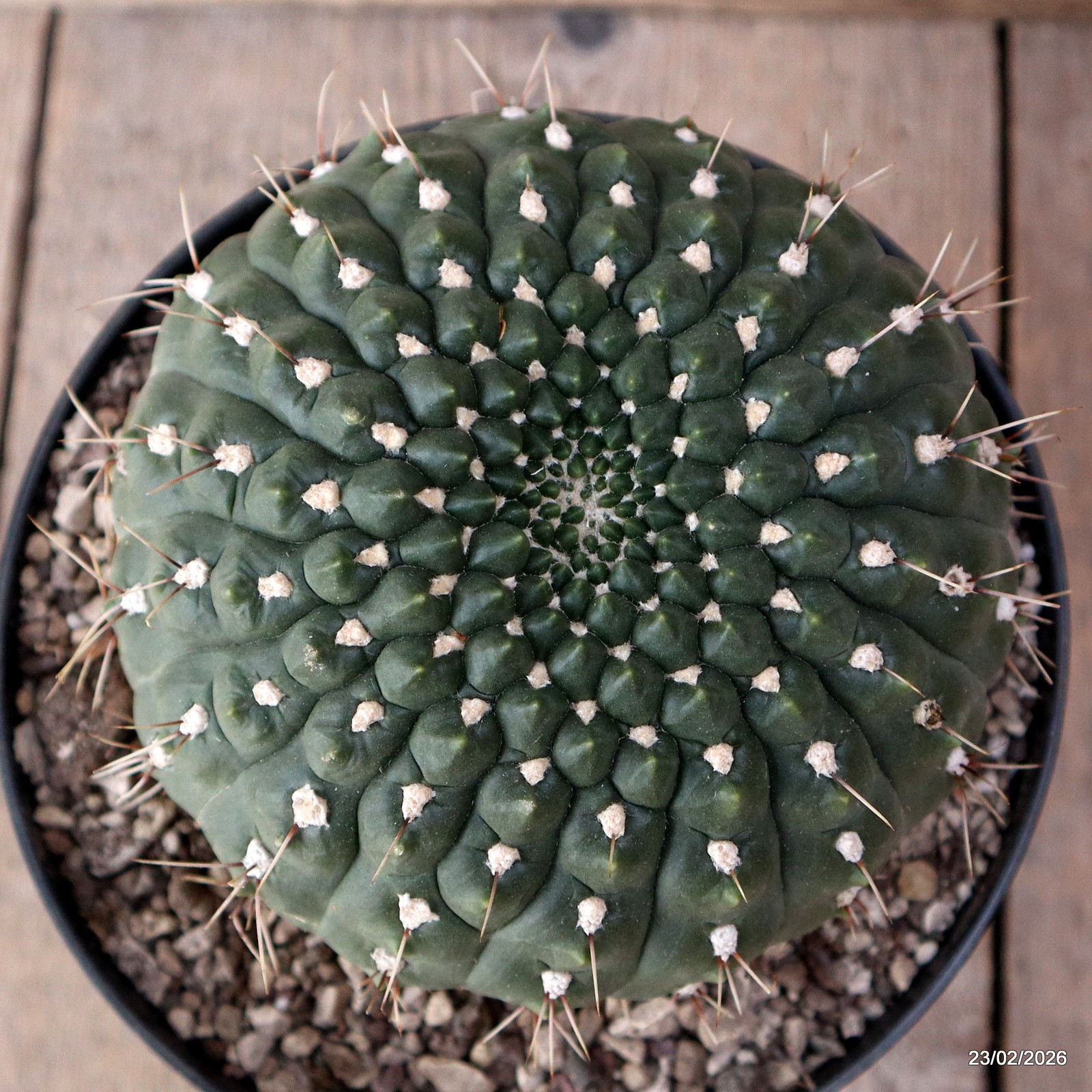 D7865 GYMNOCALYCIUM VIEDTZIANUM pot18-H11-W14 cm MaMa Cactus