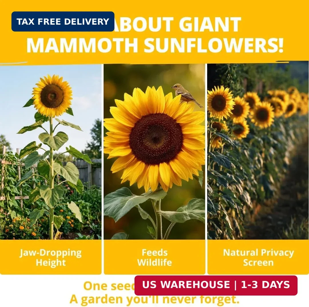 520+ Giant Mammoth Sunflower Seeds Heirloom High Germination Planting