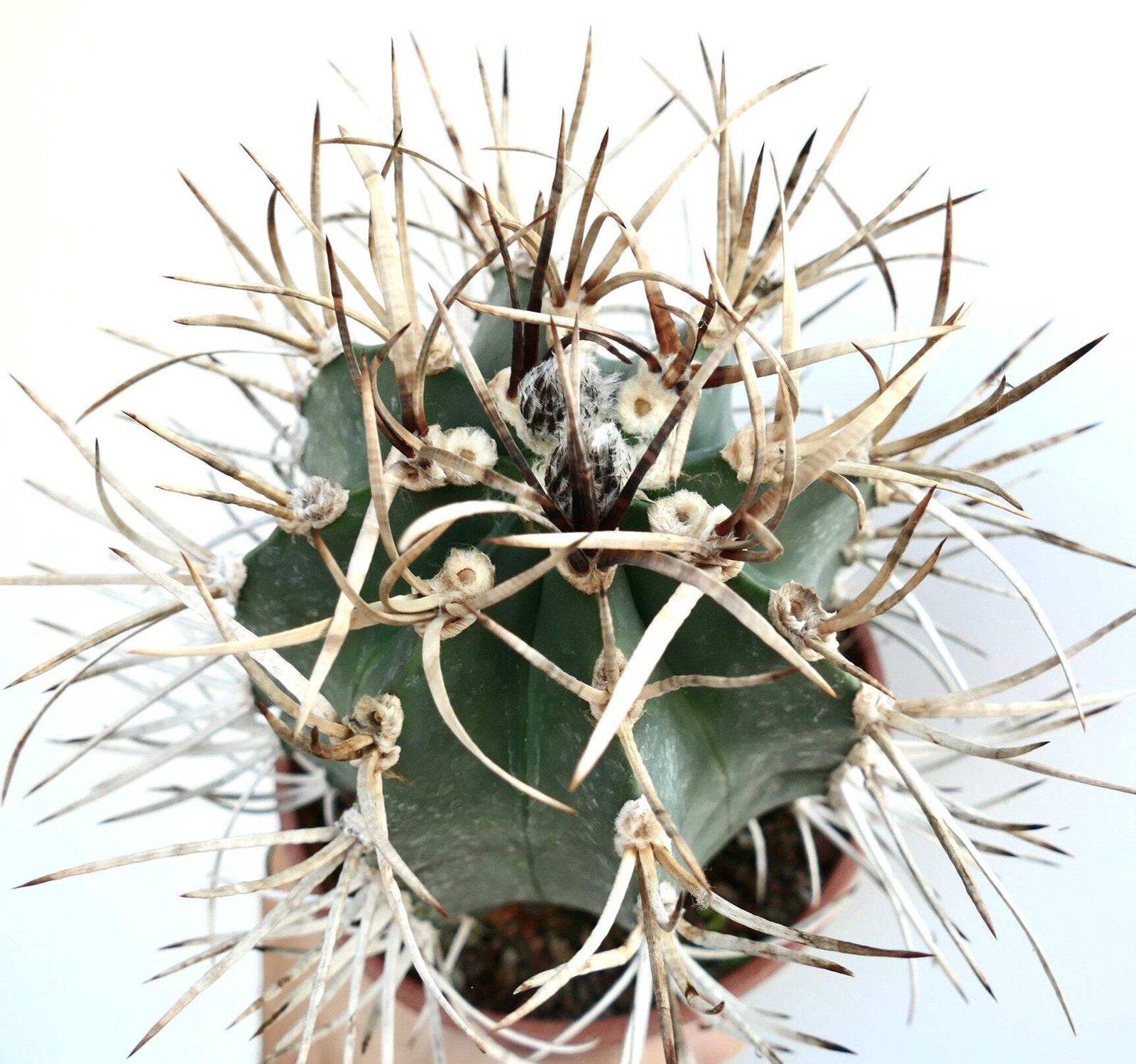 Astrophytum capricorne cv BUFFALO syn. TAIHO-GYOKU – Goat’s horn cactus | Star c
