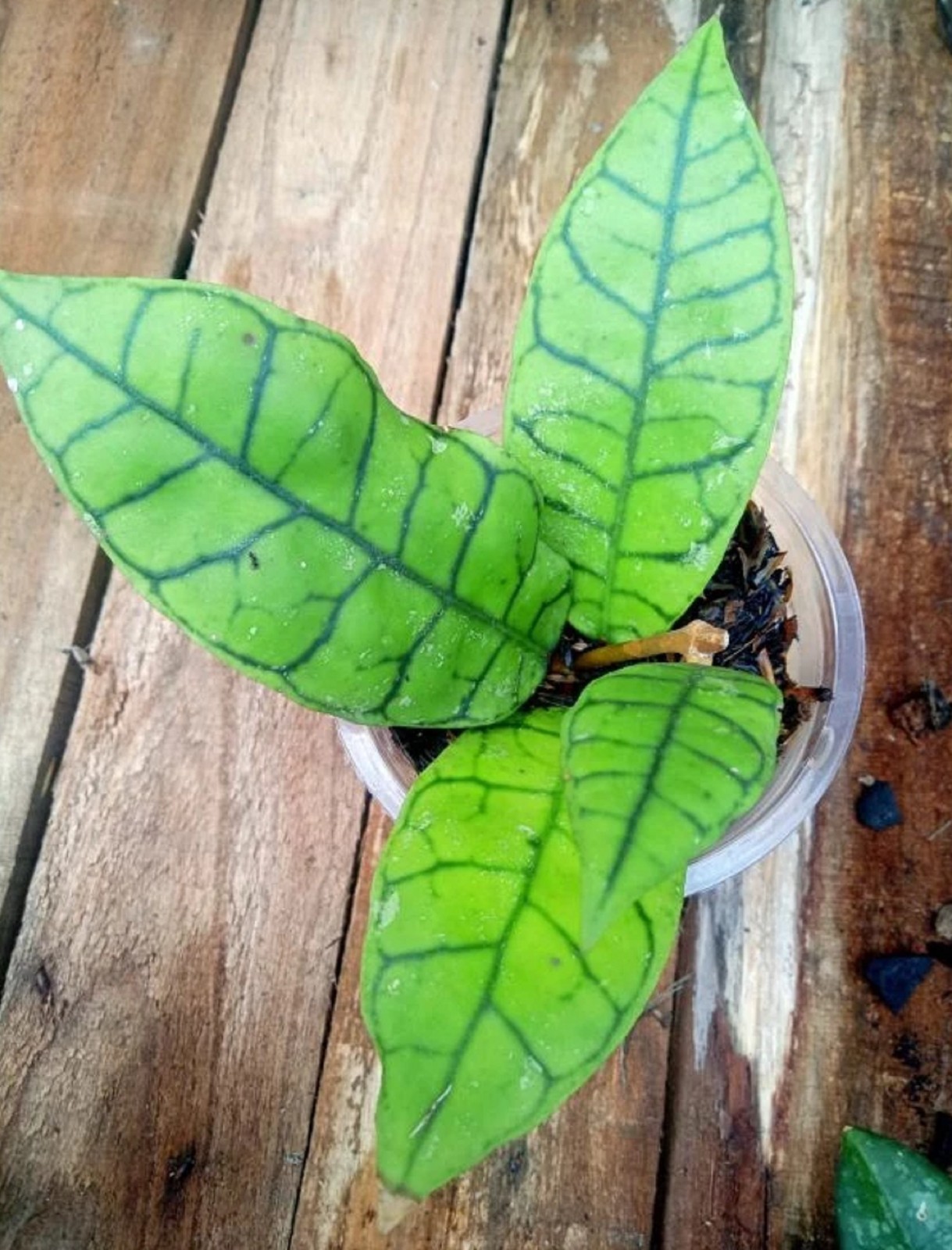 Hoya Callistophylla Live Plant Rare Veined Hoya Exotic Wax Plant Rooted Starter