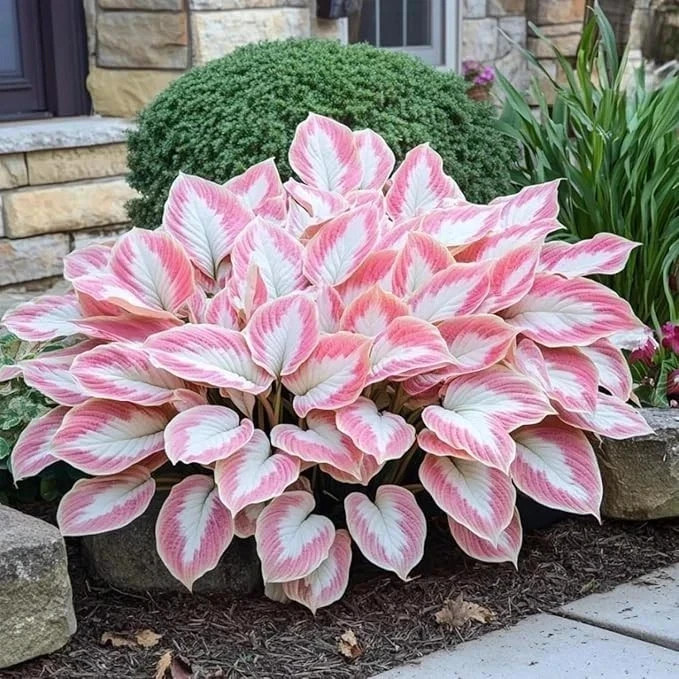 200+ Hosta Seeds Perennial Hosta Seeds for Planting Outdoor Garden Attract Polli