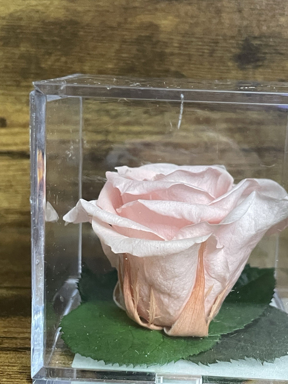Verdissimo Preserved Rose Head in a Clear Acrylic Cube Light Pink Standard Size