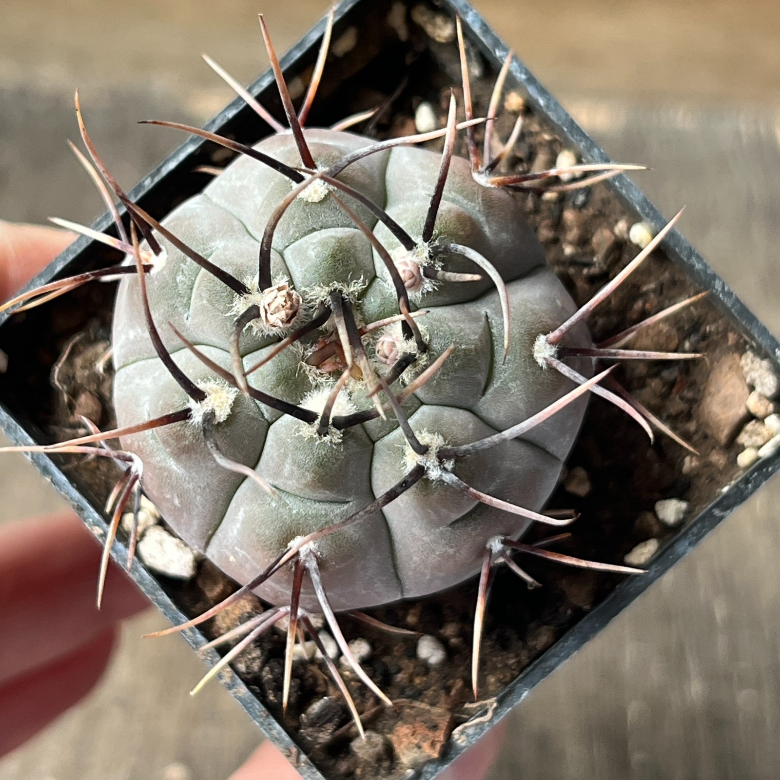 A45-458 Gymnocalycium esperanzae, RS2248, Nueva Esperanzo, own root
