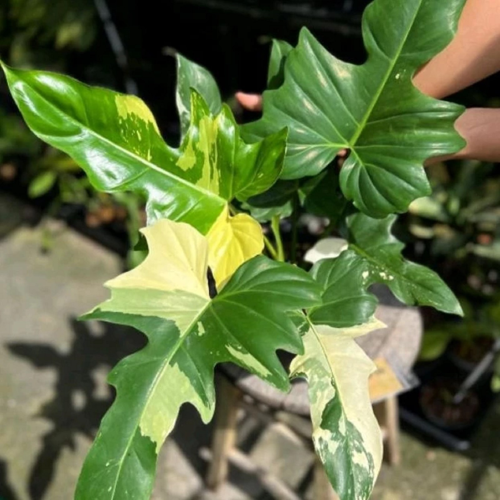 Philodendron Golden Dragon Variegated Rare Variegated Aroid Live Tropical