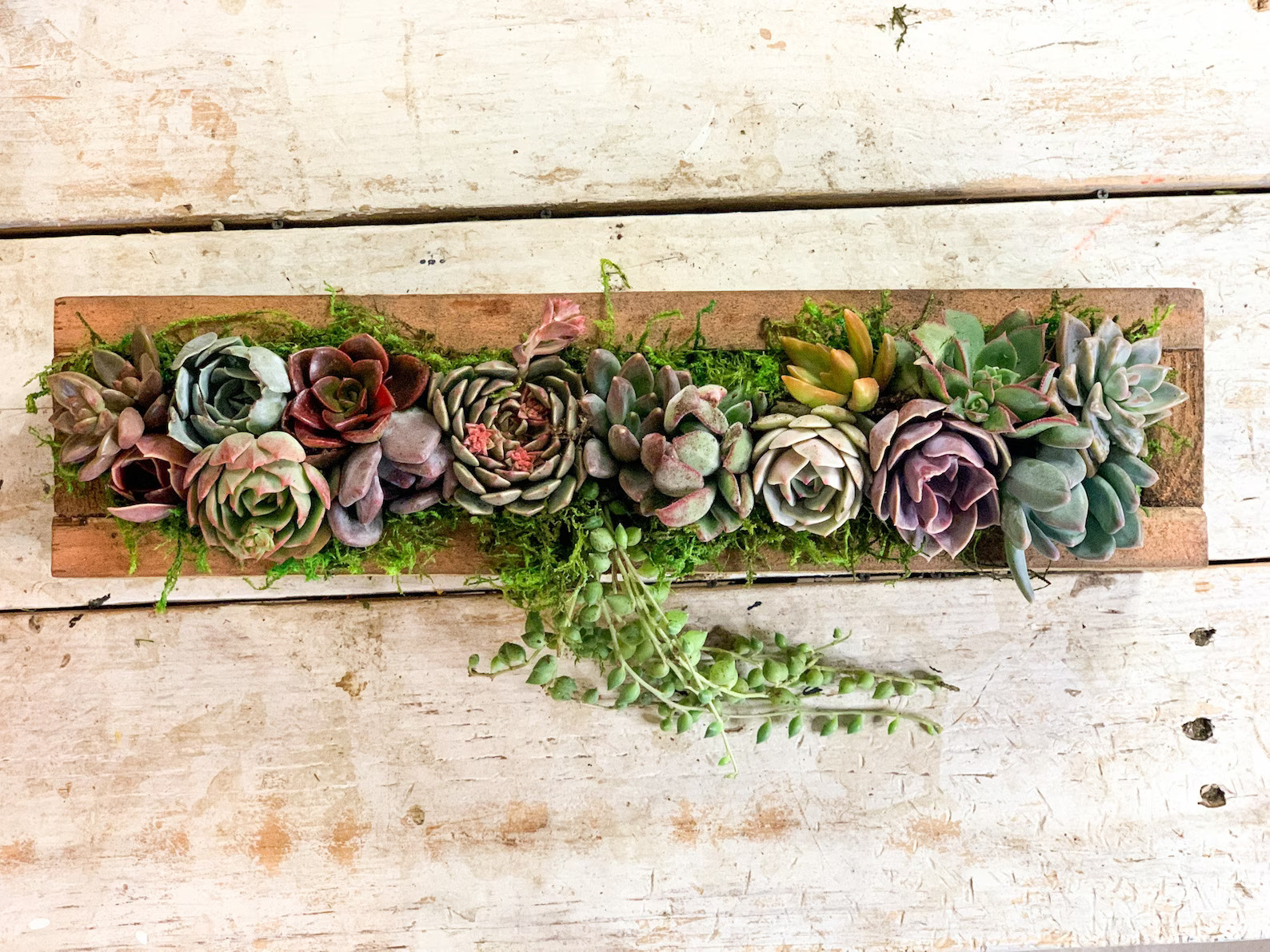 Live Succulent Arrangement Planter, Real Succulents, Centerpiece, Sympathy Gift