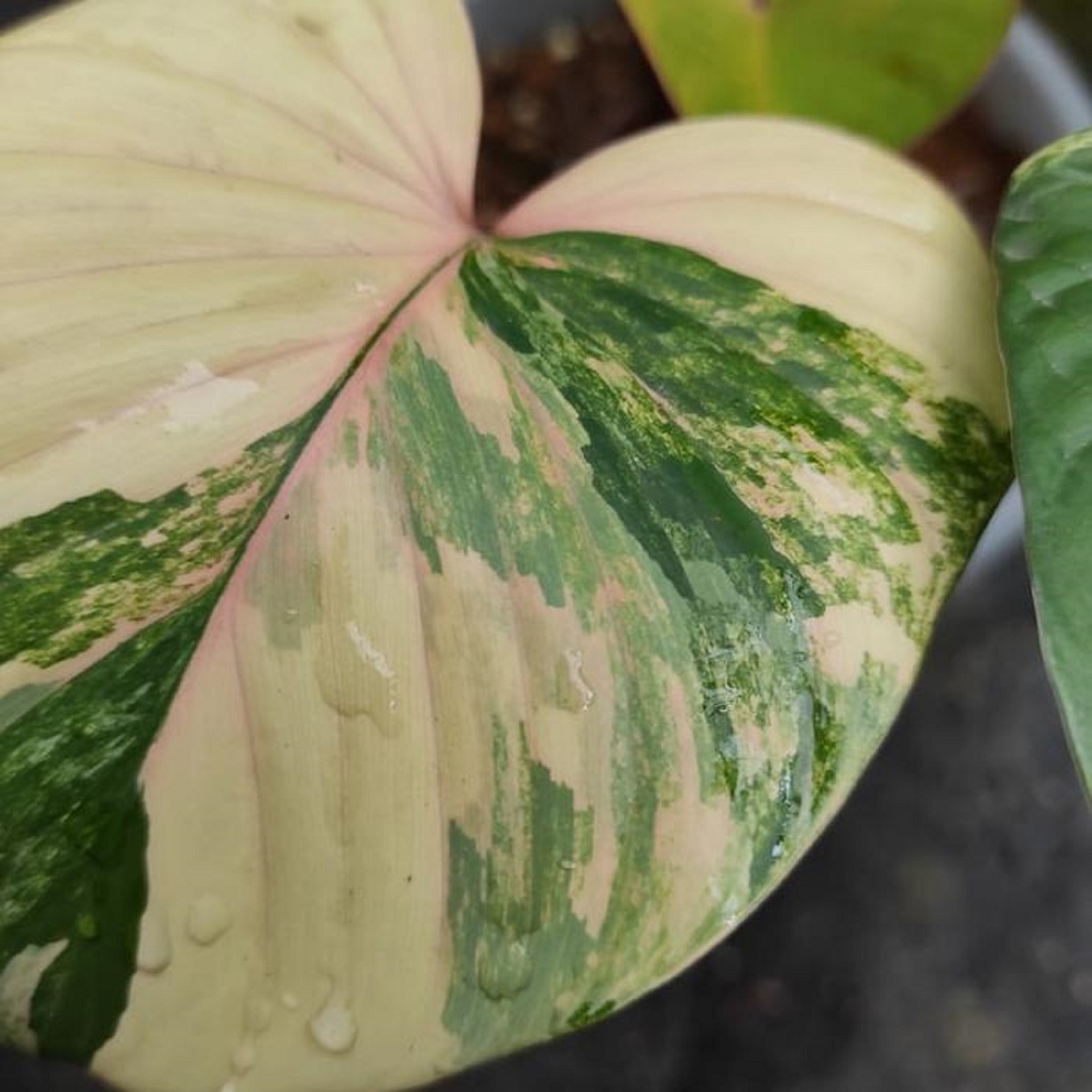 Homalomena Rubescens Variegated Rare Variegated Aroid Indoor Tropical