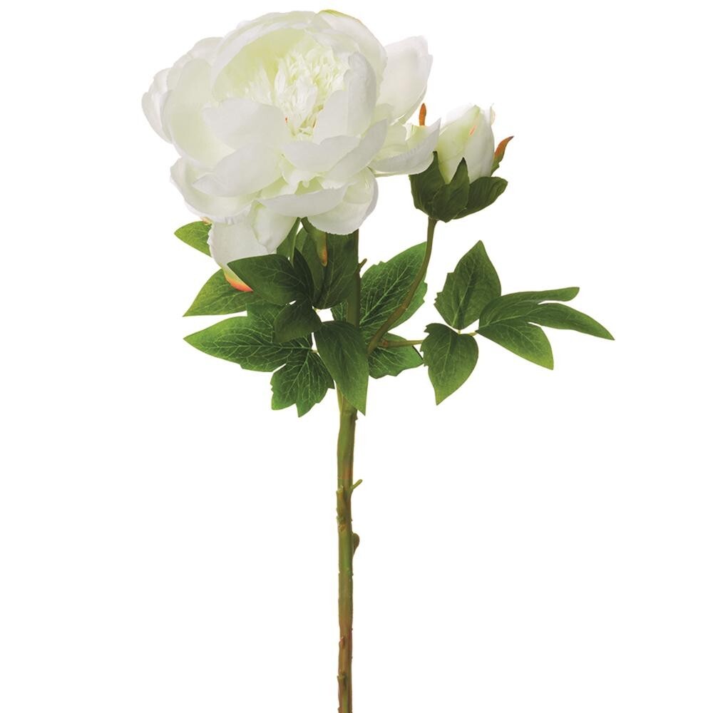 Gorgeous single stem white peony with bud