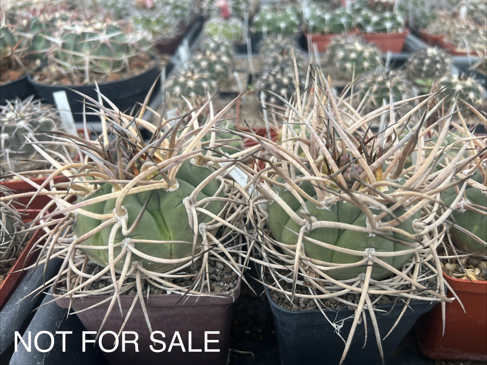 A12-495.G.cardenasianum, own root