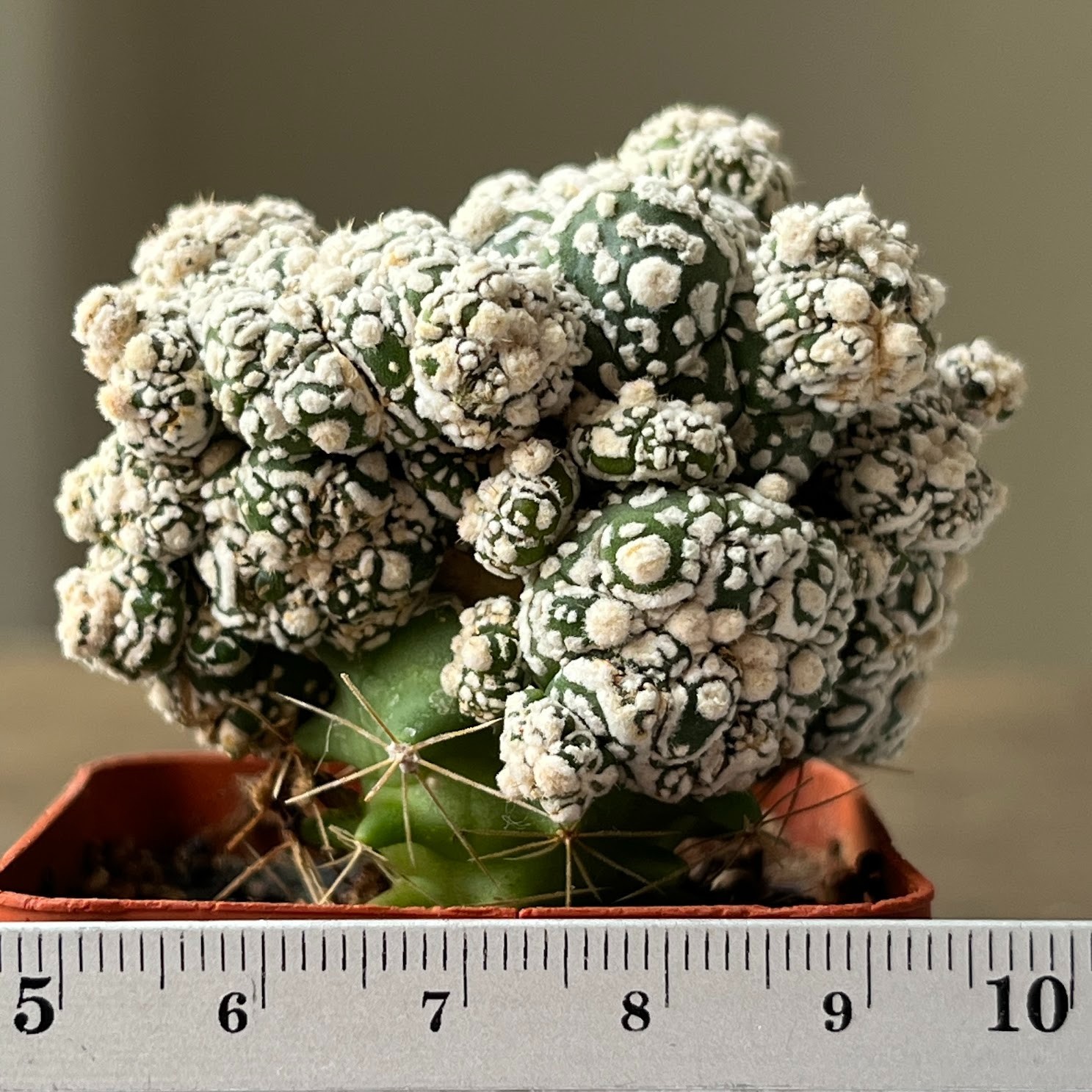 A57-939 Astrophytum Super Kabuto, white, grafted