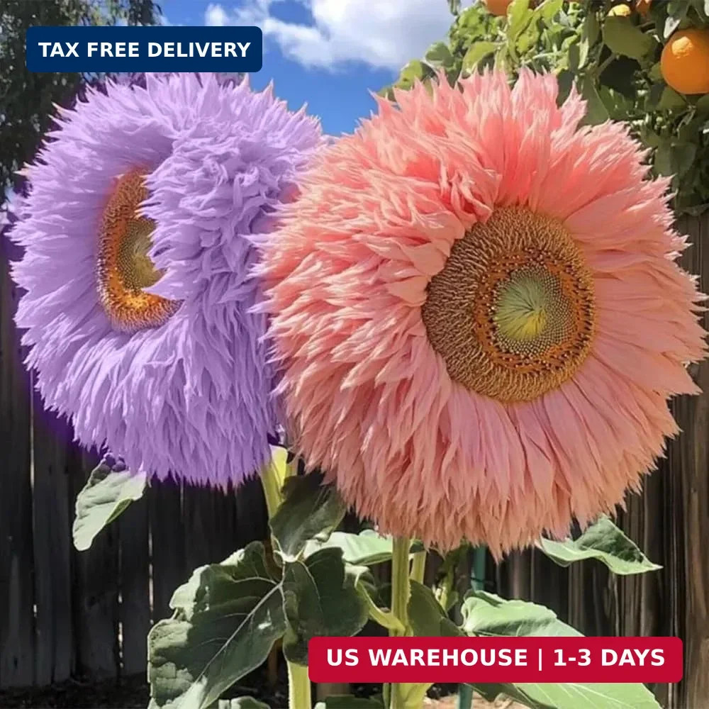 800pcs Teddy Bear Sunflower Seeds for Planting Giant Teddy Bear Sun Flower Seed