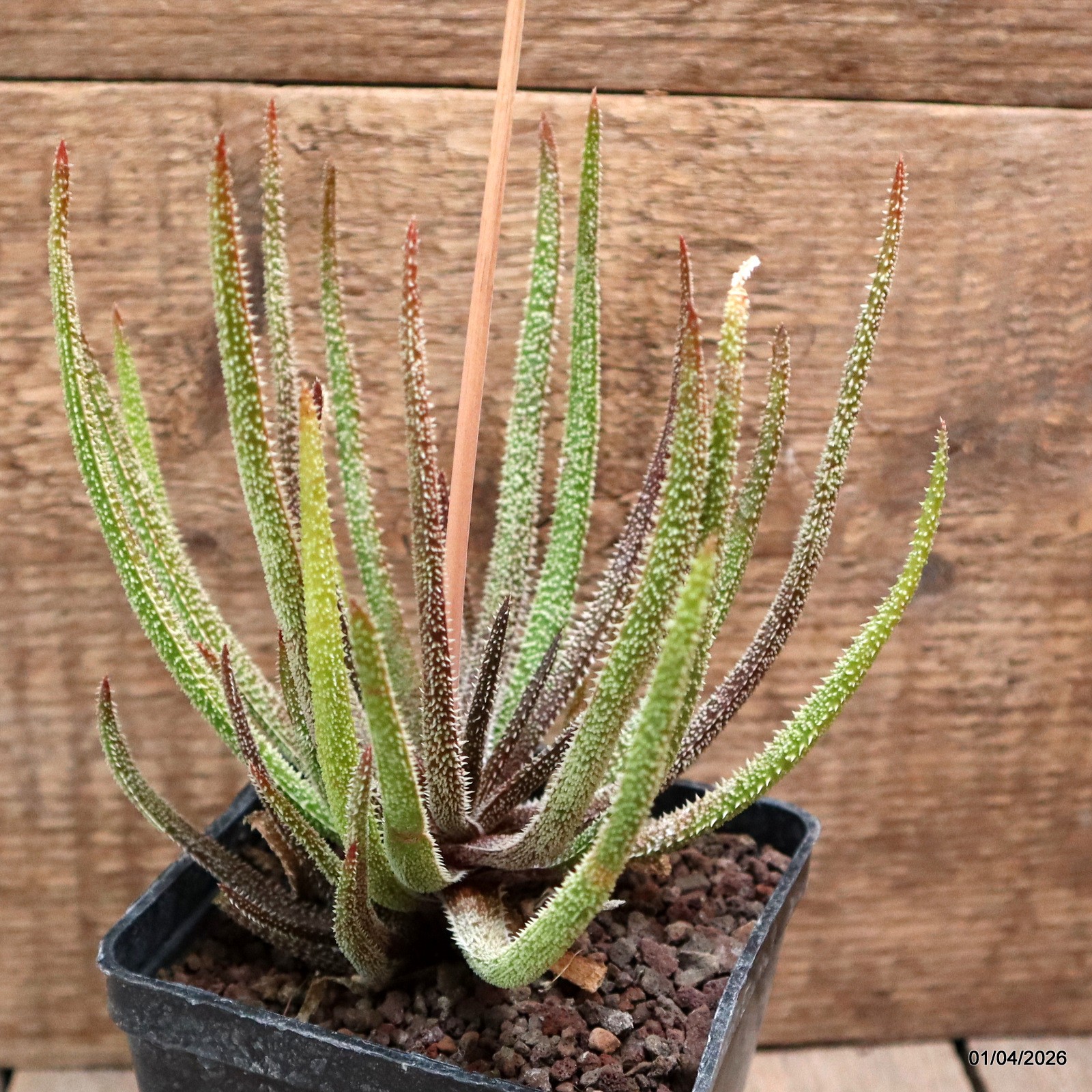 D8187 ALOE DELICATIFOLIA pot10-H16-W14 cm MaMa Cactus
