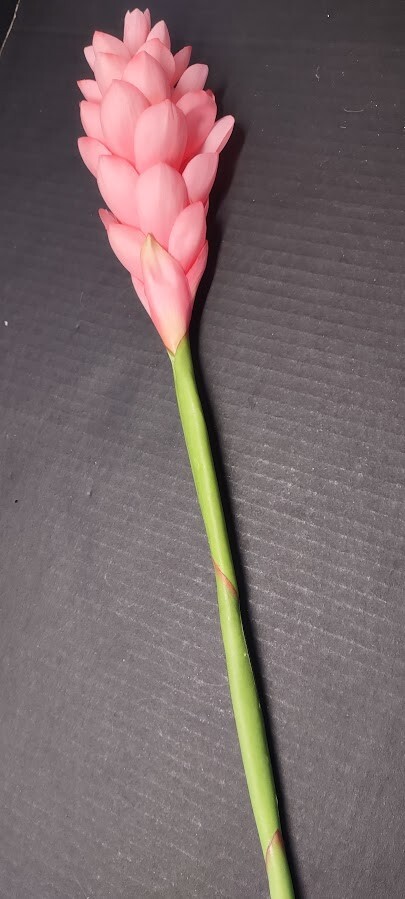 Ginger lily stem. Silk arrangements tropical Hawaiian flowers PINK