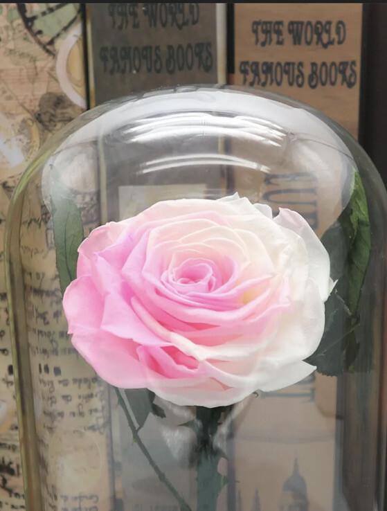 Preserved Pink Rose Flower Immortal in Glass Forever Fresh Rose Flower Eternal