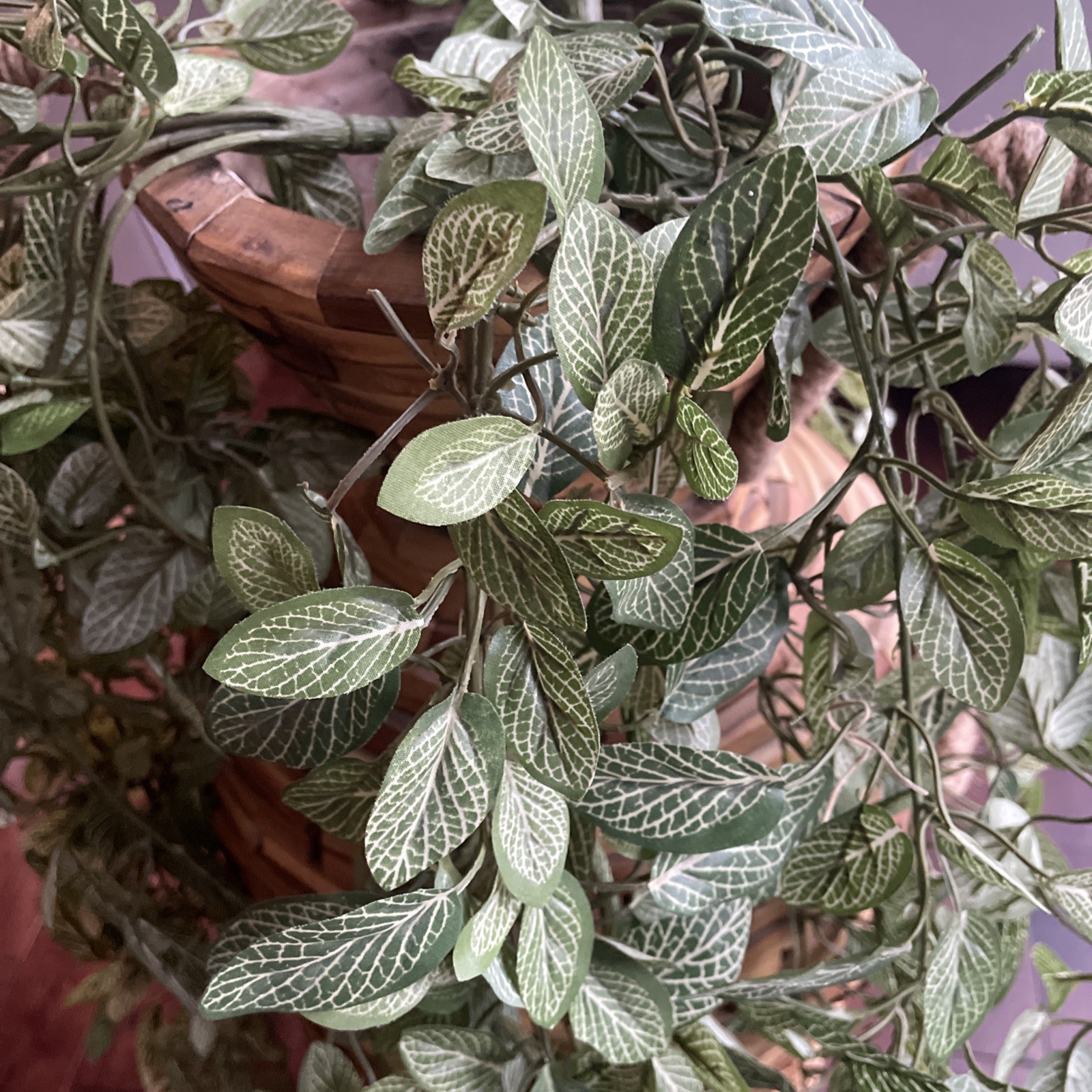 Artificial Fittonia Hanging Bush in Green Contemporary Fabric