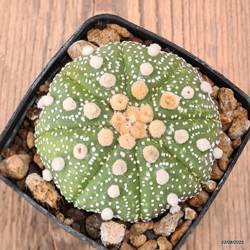 D6154 ASTROPHYTUM SUPERKABUTO pot7-H4-W7 cm MaMa Cactus