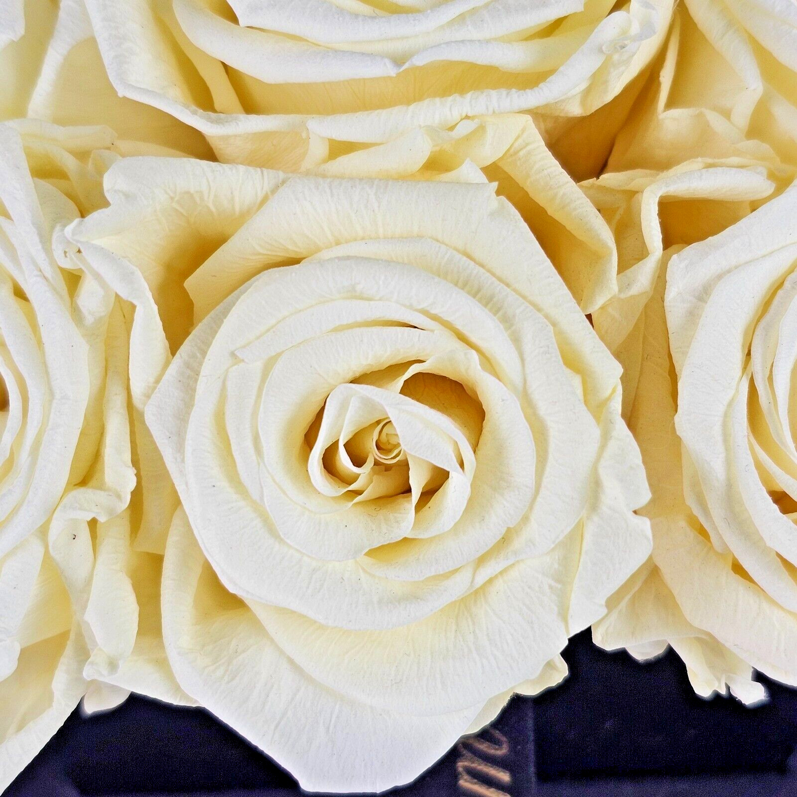 Glam Fleur Preserved 9 White Cream Real Roses in Square Gift Box
