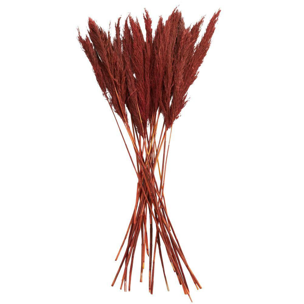 35 In. Pampas Natural Foliage with Long Stems (1 Bundle)