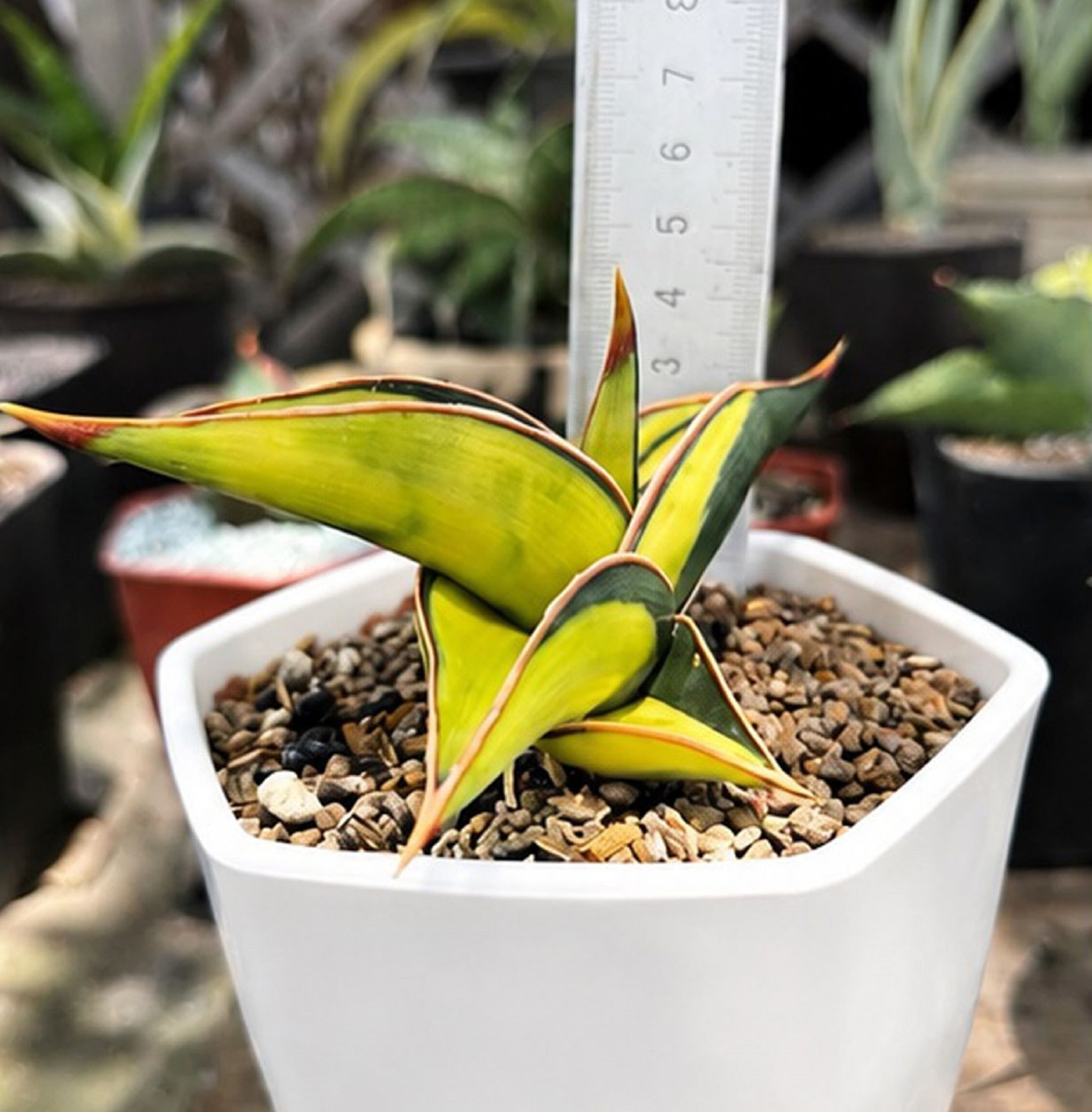 Sansevieria Rorida Variegated Rare Variegated Snake Plant Air Purifying Indoor