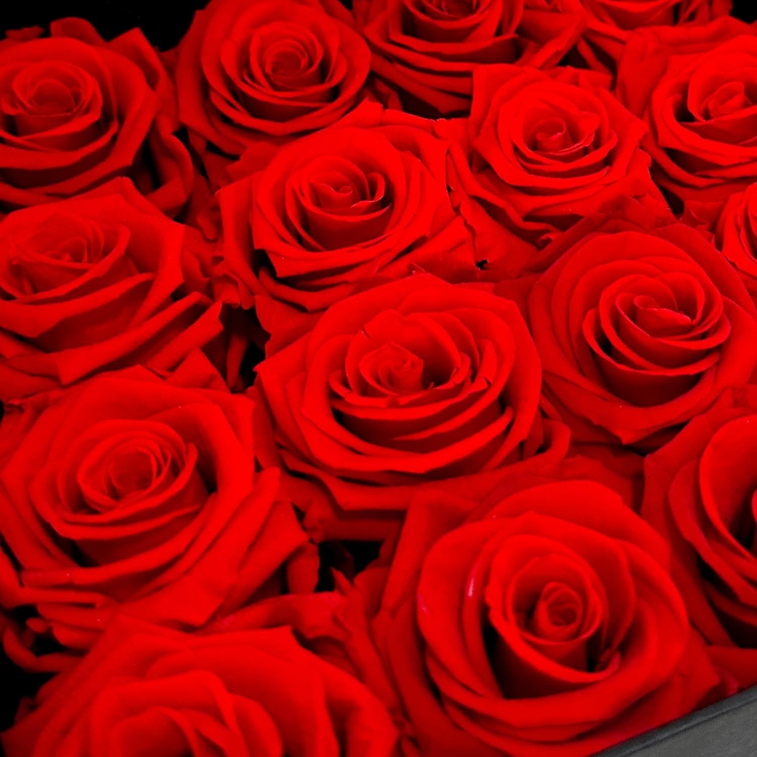 Premium Real Preserved Roses 16 PCS 100% Real Red Roses Lasting Up to 3 Years