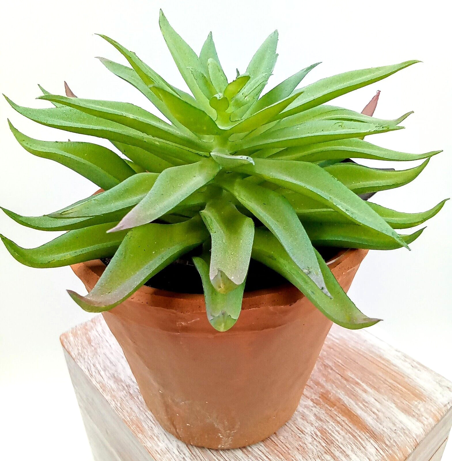 Succulent Clay Pot Planter Artificial Faux Dirt Plastic Green Floral Indoor 6″