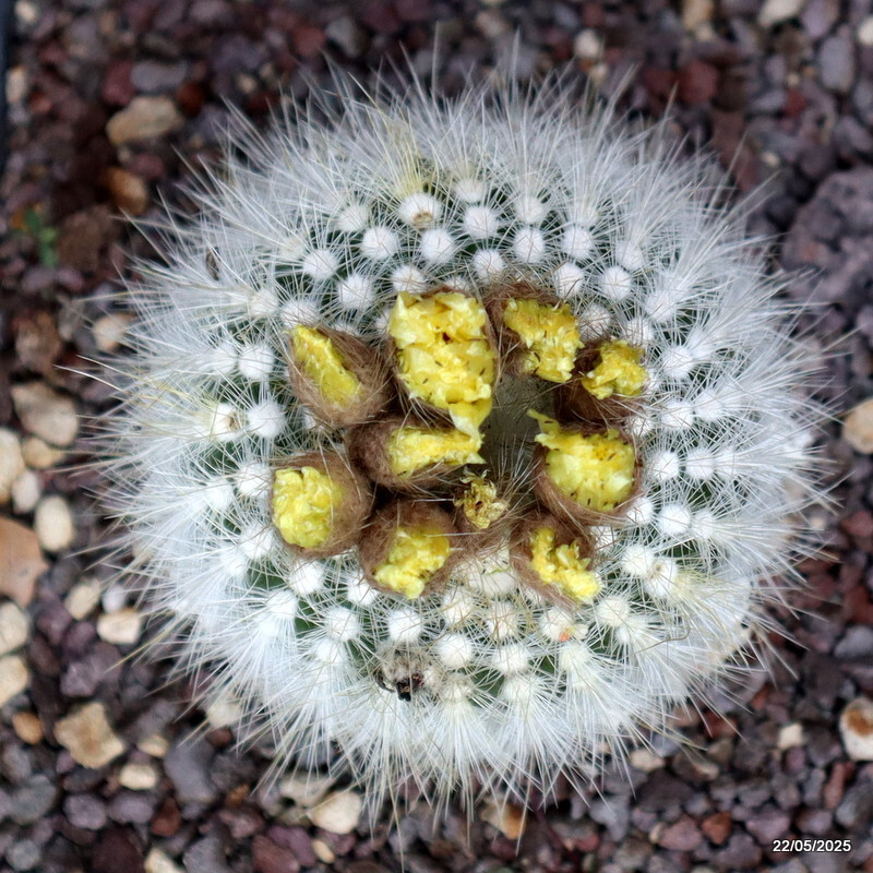 D4309 NOTOCACTUS SCOPA pot14-H9-W8 cm MaMa Cactus