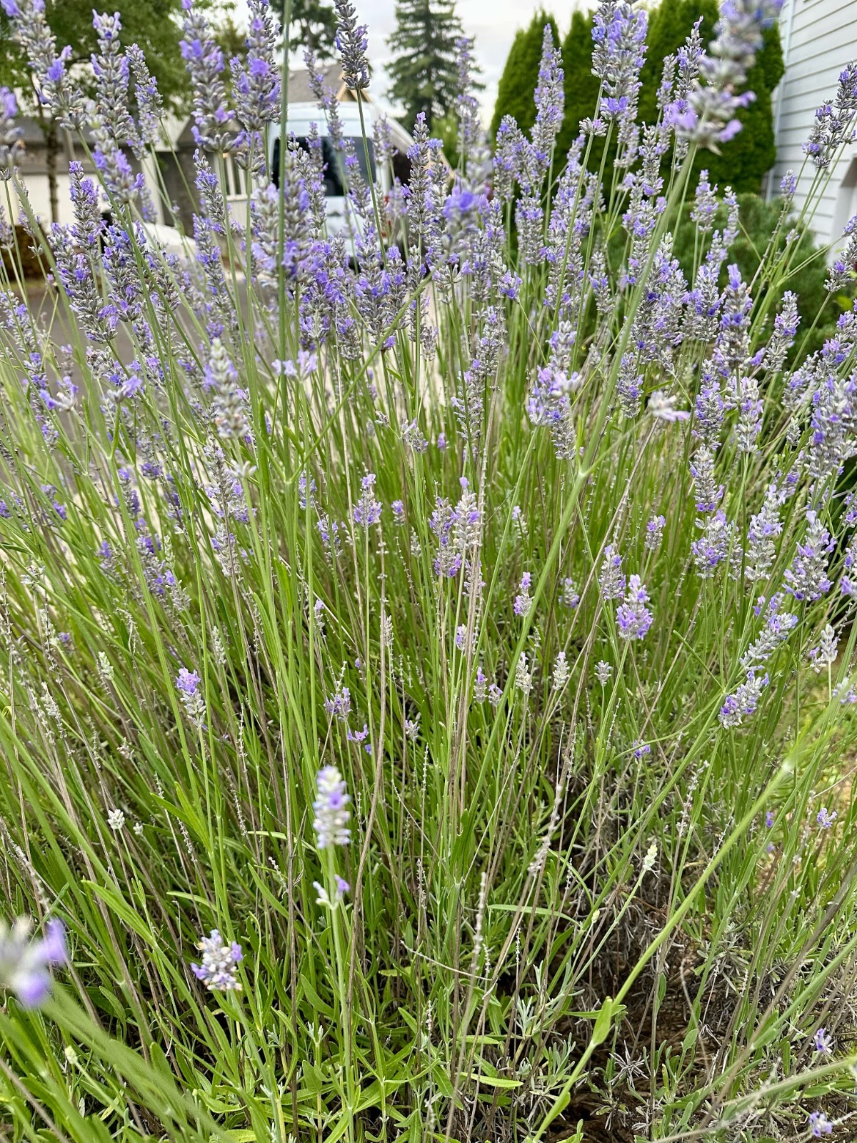 Fresh Cut English Lavender — 100 Stem Bundle, Cut to Order