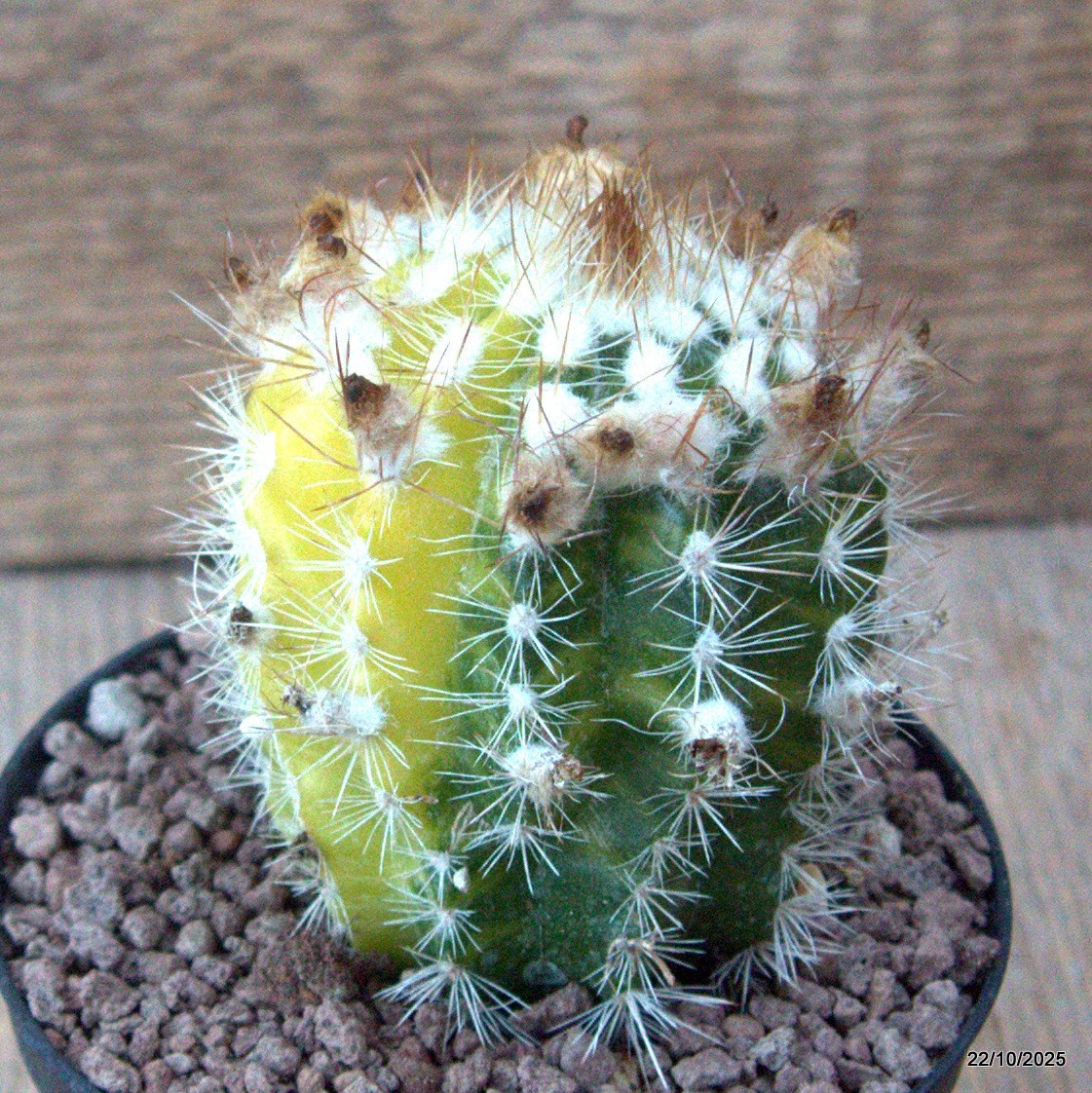 D7079 PARODIA ASAPOYANA VARIEGATED pot10-H8-W6,5 cm MaMa Cactus