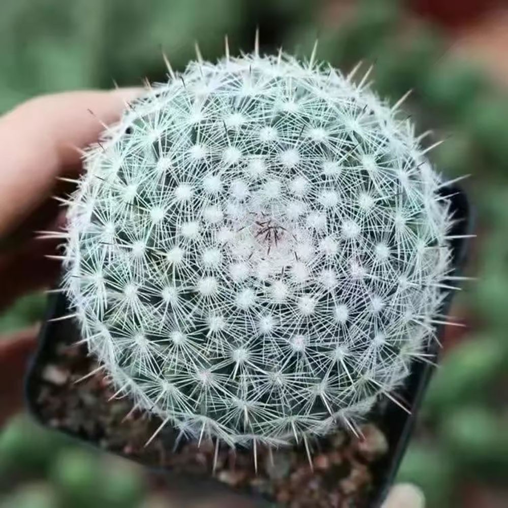 Mammillaria hahniana – Easy-Care Live Cactus Plant for Beginners