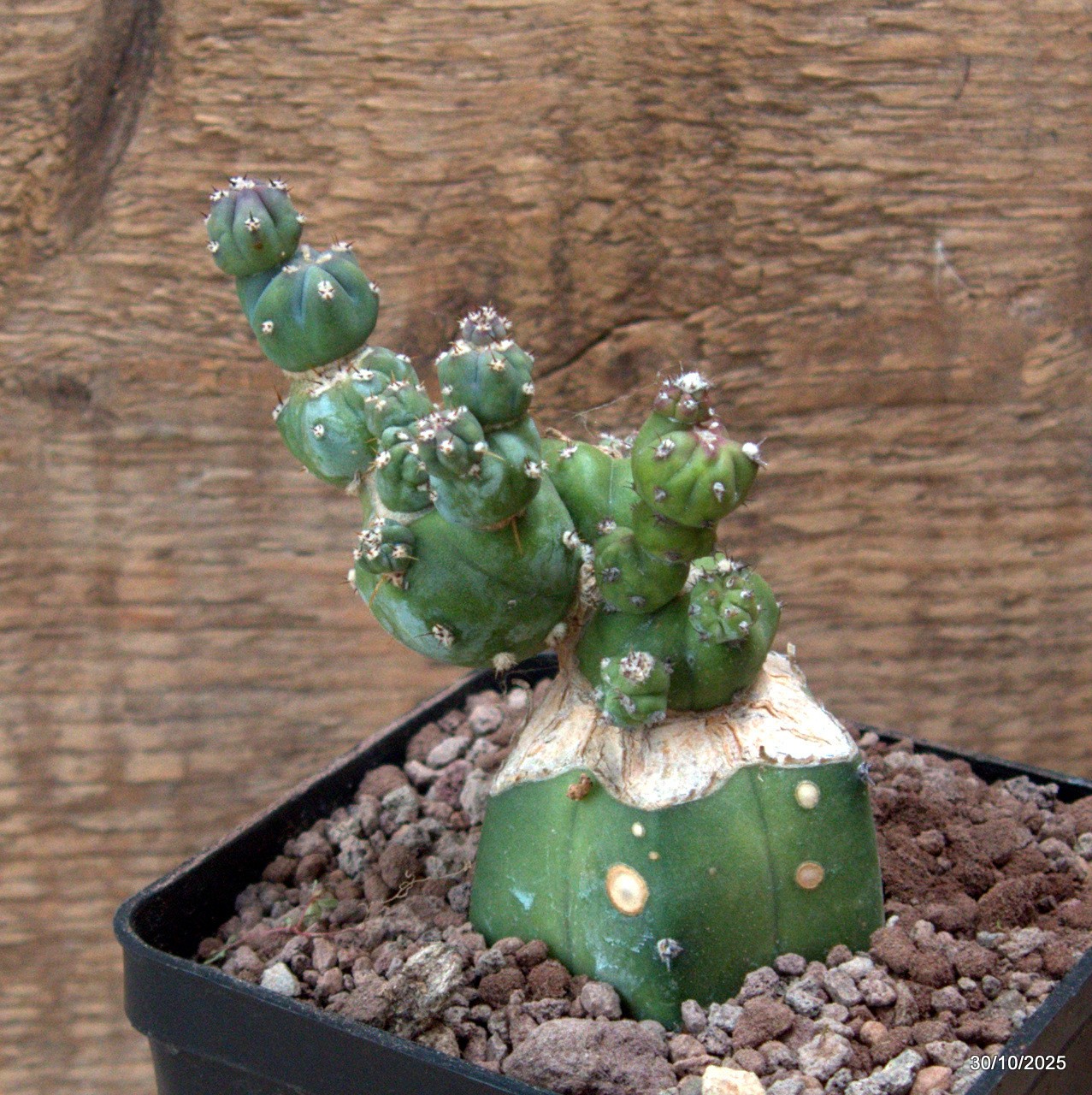 D7230 MYRTILLOCACTUS GEOMETRIZANS STACKER MONSTER GRAFT. pot10-H12-W7 cm MaMa Ca