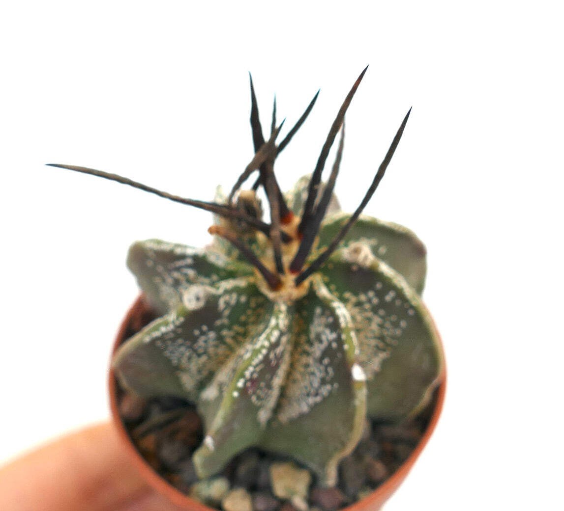 Astrophytum capricorne X BUFFALO – Goat’s horn cactus | Bishop’s cap