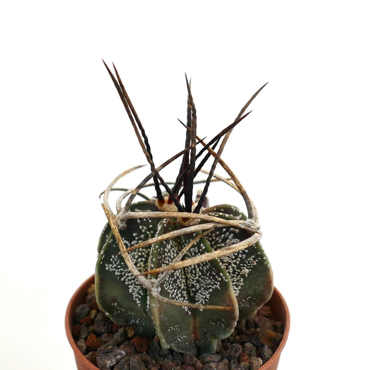 Astrophytum capricorne X BUFFALO (nice spines) – Goat’s horn cactus | Star cactu