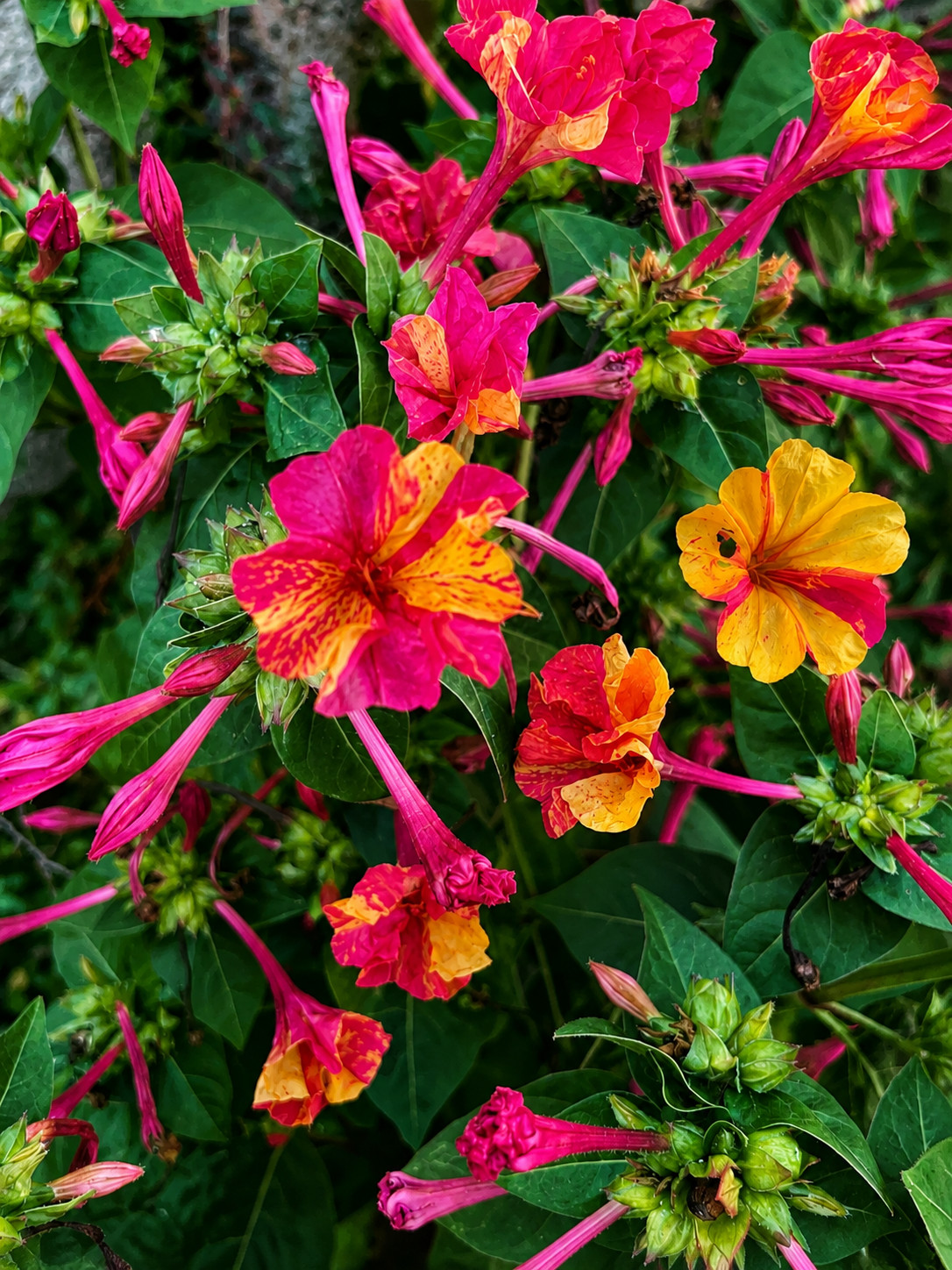 Mirabilis jalapa HYBRIDS SEEDS – Four o’Clock | Marvel of Peru
