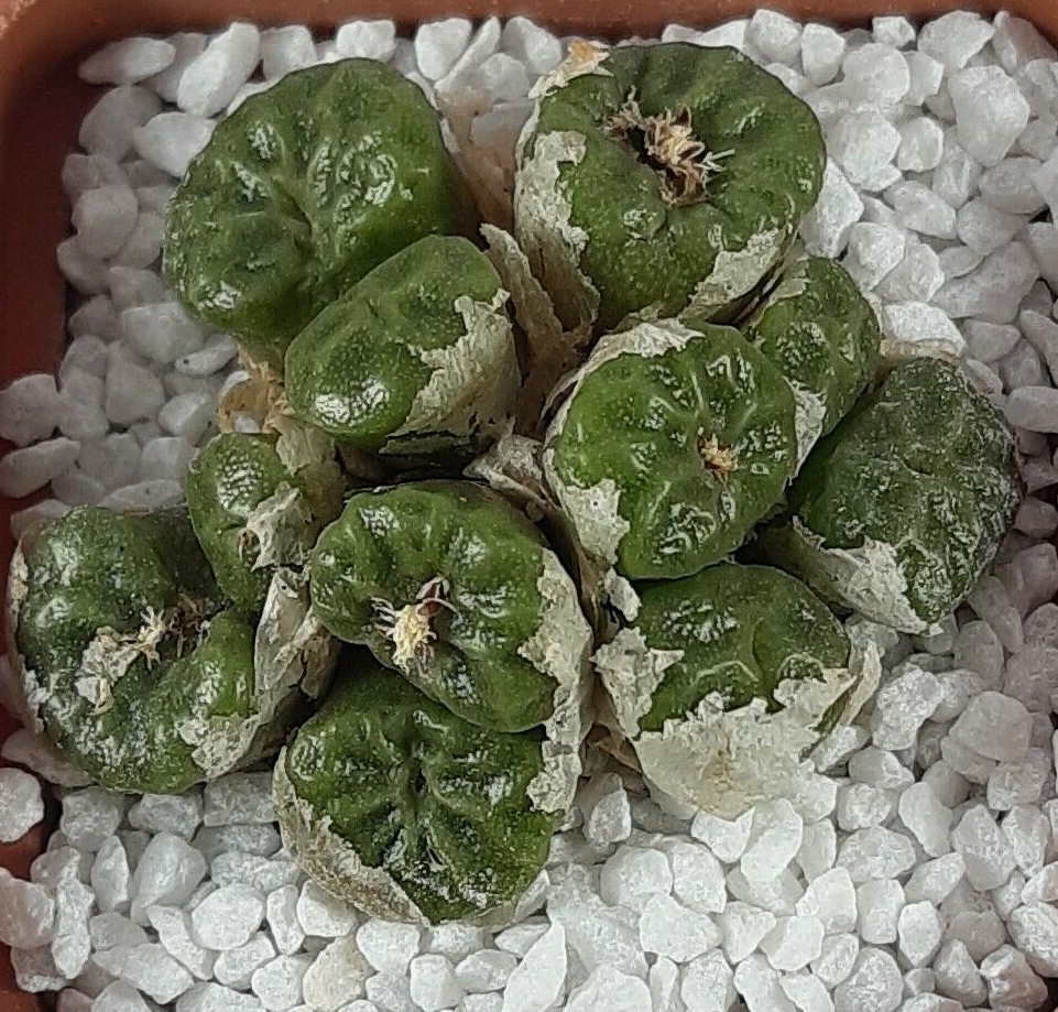 CONOPHYTUM MIX SEEDS 100 PCS 2022 harvest /approximately 20 species/