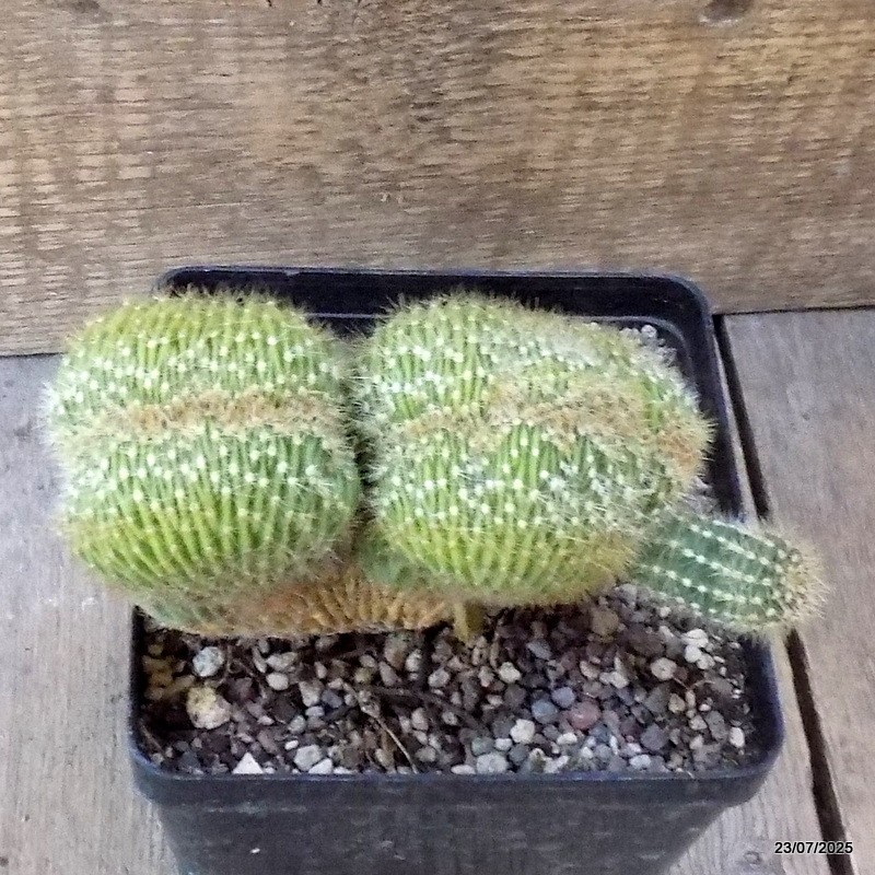 D5465 PACHYCEREUS PRINGLEI CRESTED pot12-H11-W14 cm MaMa Cactus