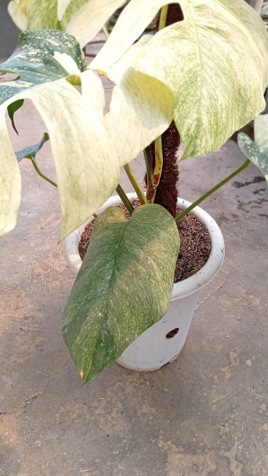 Real Pict Monstera White Mint Variegated 6 Leaves Rare Tropical Plant