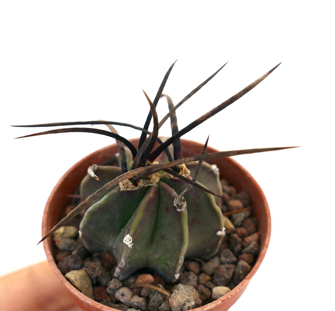 Astrophytum capricorne nudum X BUFFALO – Goat’s horn cactus | Star cactus