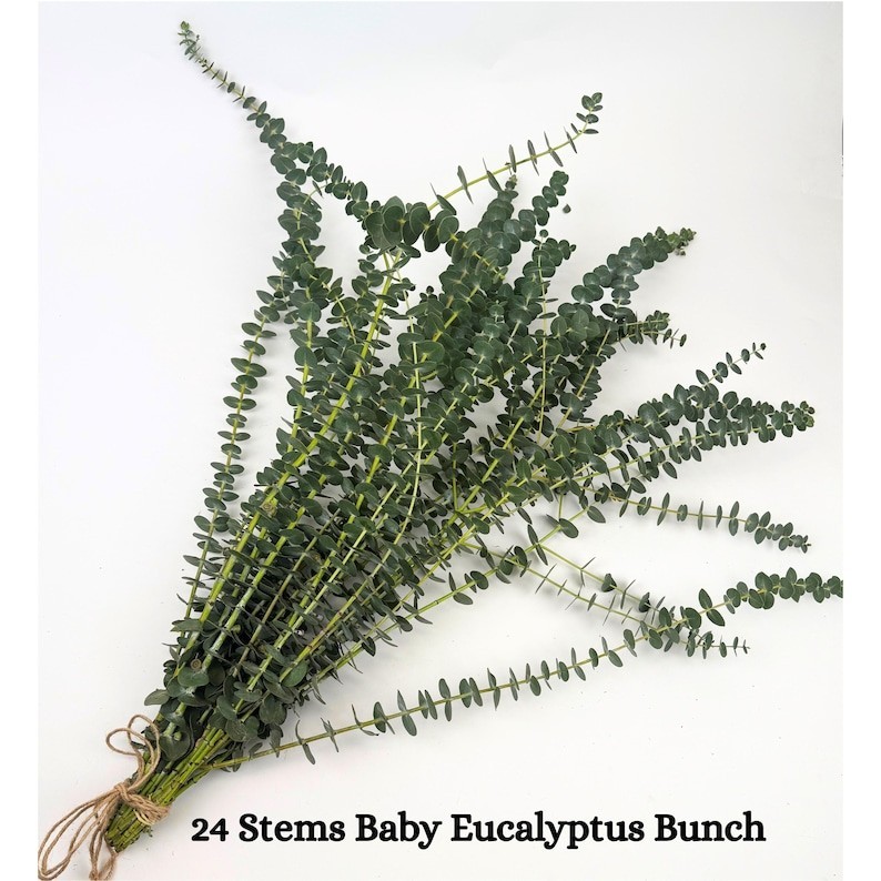 Huge Bundle Fresh Baby Eucalyptus for Shower, Decor, Weddings Home Decor