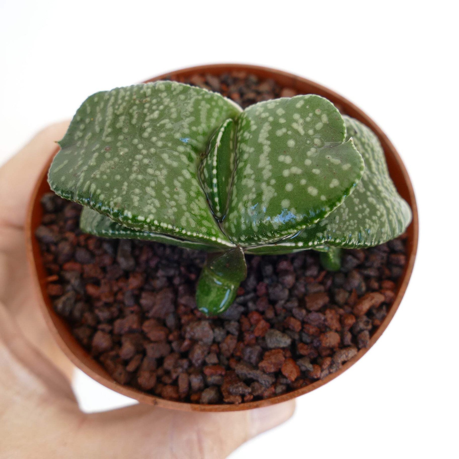 Gasteria armstrongii cv ‘Pearl’ VERY FAT LEAVES – Armstrong’s gasteria | Armstro