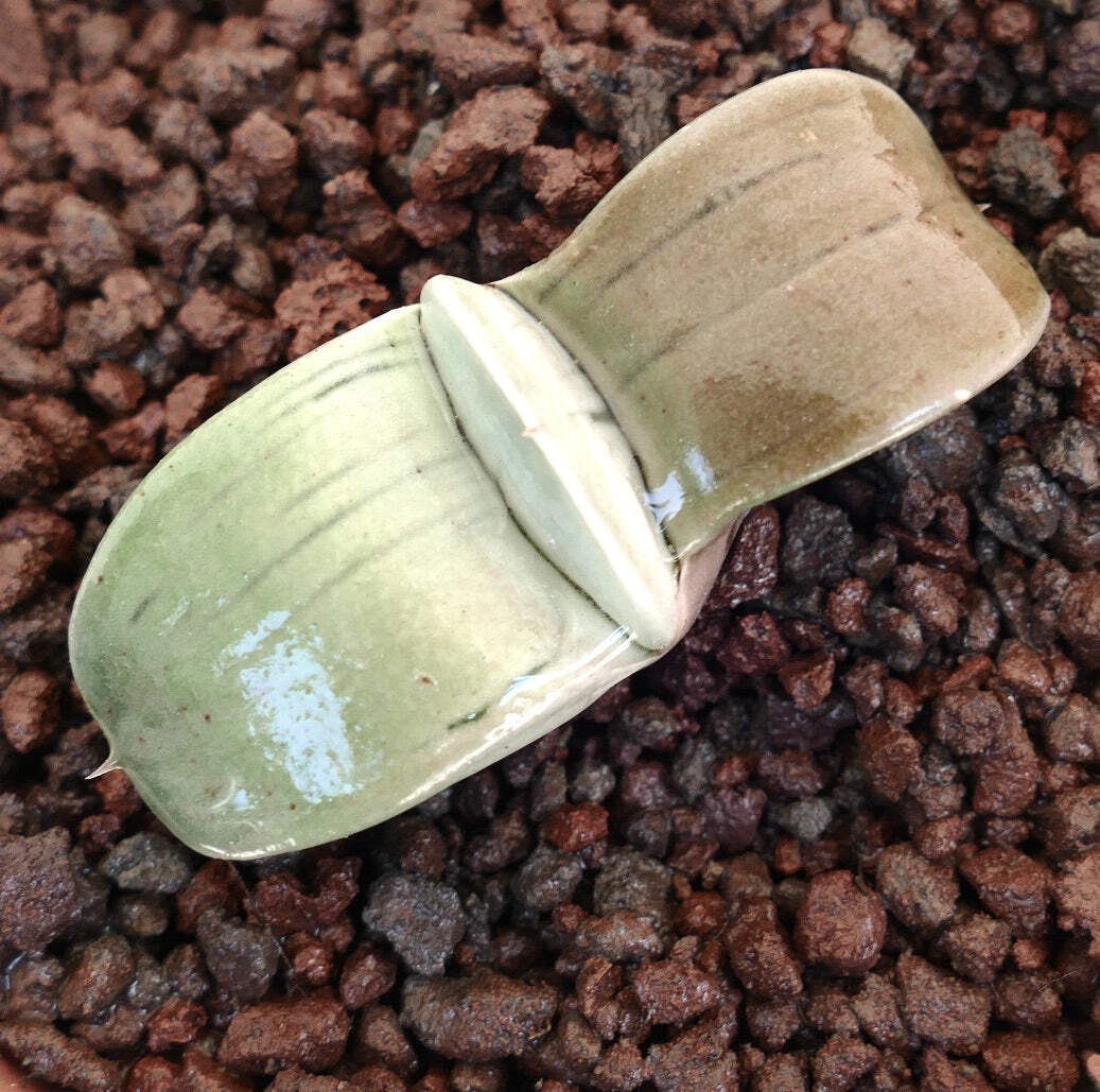 Gasteria armstrongii cv ‘Ginsya-Kodakara’, ex H. Nakatani, Tokyo – Armstrong’s g