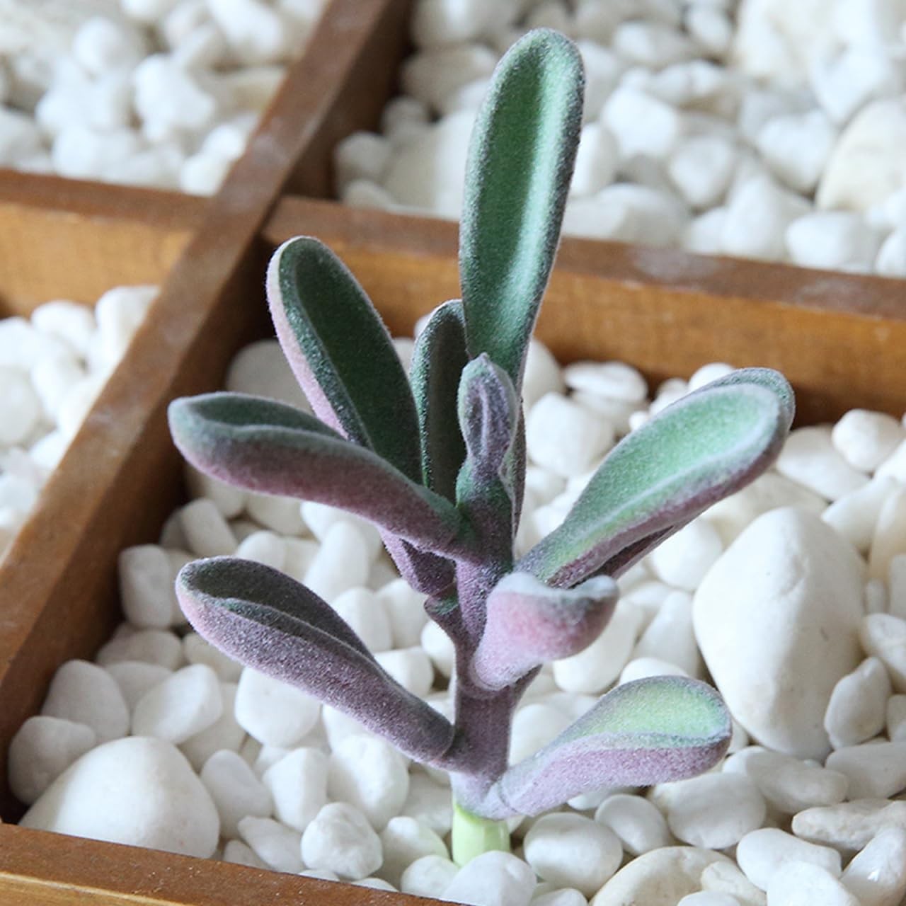 6pcs Simulated Succulents Artificial Plants for Outdoors Mini Fake Plants Hou…